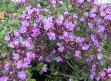 Thymus 'Purple Beauty' 